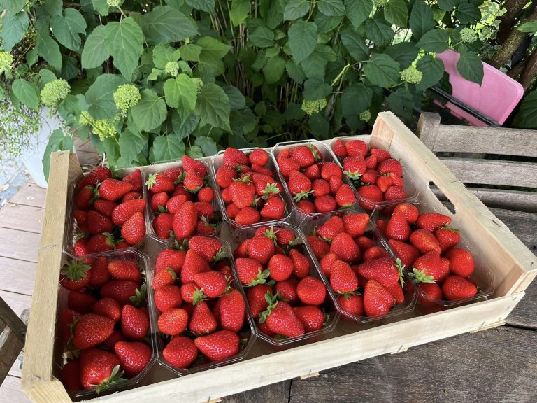 451108399 825679256326262 4845390332277220232 n 768x576