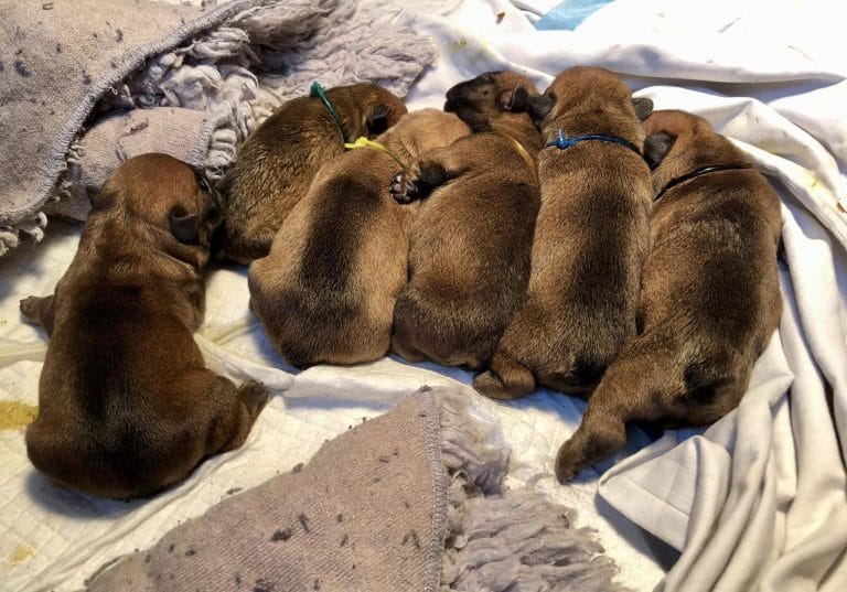 norrent fontes 768x537