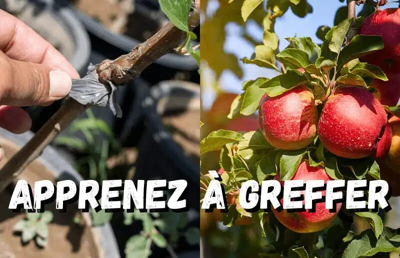 Stage de greffe à Busnes le mercredi 11 mars