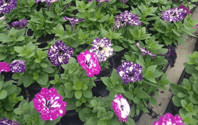 HORTICULTEUR 1 768x485