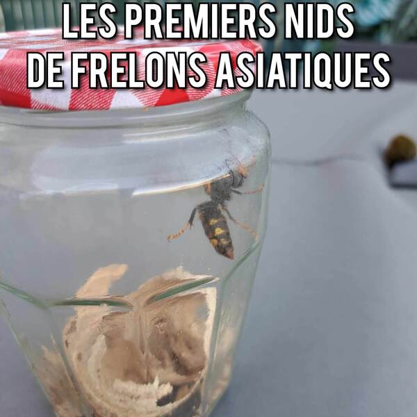Le frelons asiatiques est de retour !