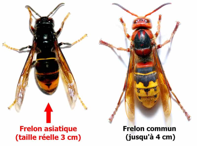 Le frelons asiatiques est de retour !