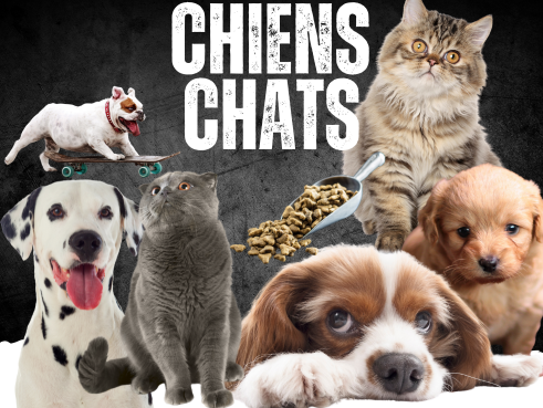 Associations solidaires des chiens et chats
