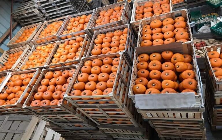 550703519 1396628638791707 8091643770622806327 n 768x486