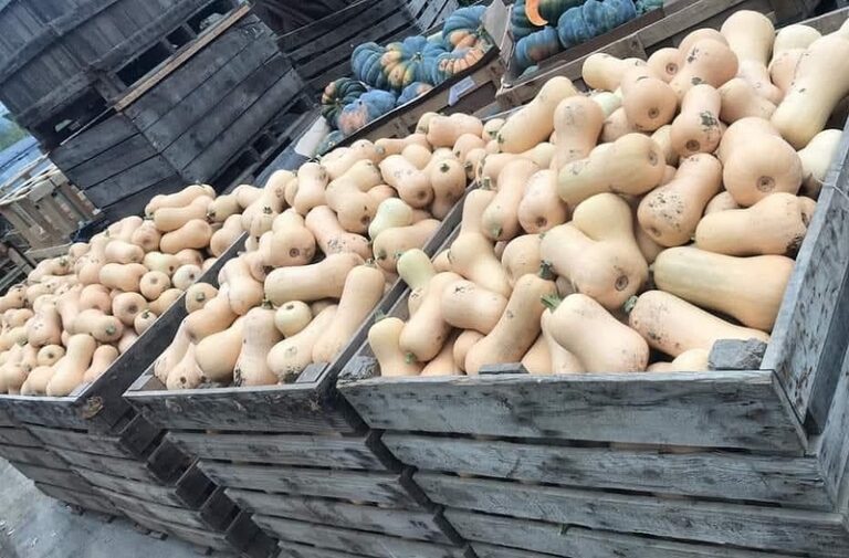 552500080 1396628515458386 7164009599927055200 n 768x505