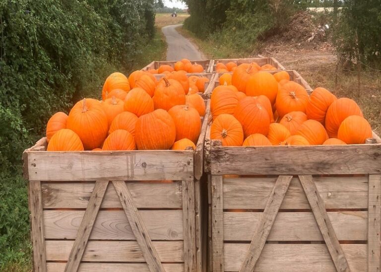 565121229 1422586599529244 6563278936695719202 n 768x549