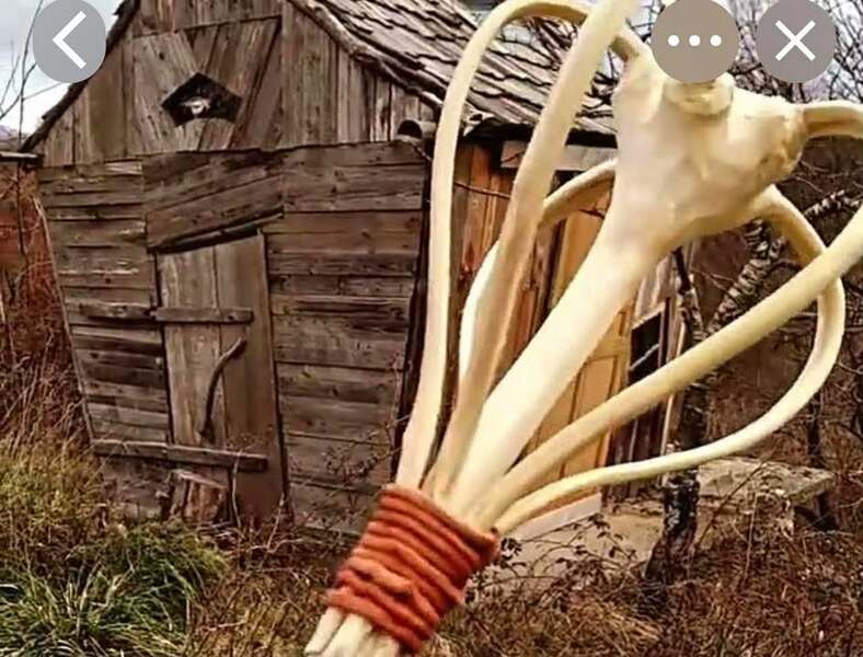 A Lillers, à la ferme pédagogique, les sapins serviront à réaliser des objets avec les enfants A Lillers, à la ferme pédagogique, les sapins serviront à réaliser des objets avec les enfants