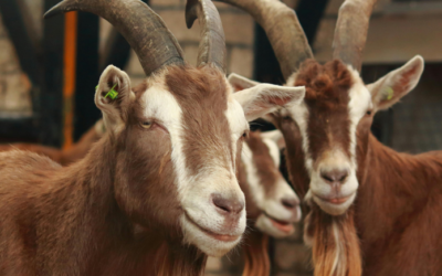 Ne jetez pas vos sapins ! La Cressonnière St Abel les récupère à Lillers