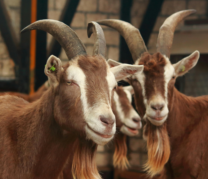 C'est via ses réseaux sociaux que les propriétaires ont partagé l'information