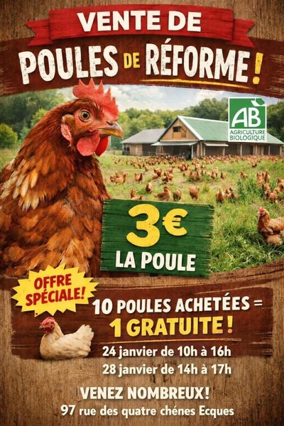 Vente de poules de réforme en deux dates à Ecques