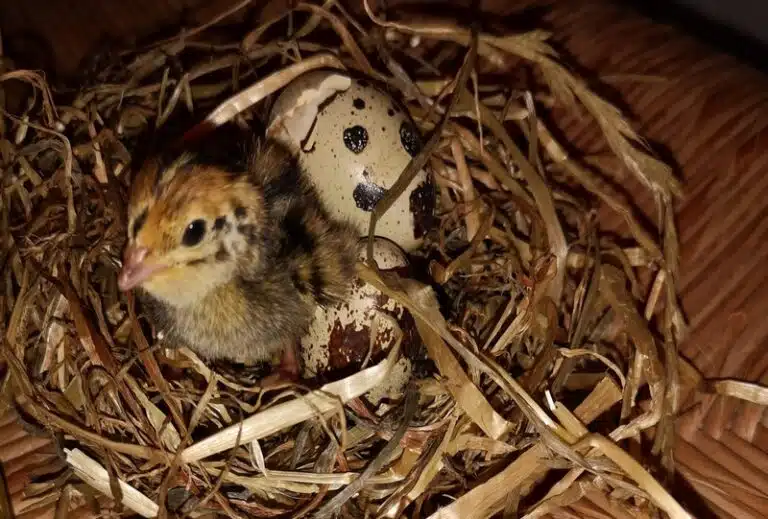 Tibout caille racquinghem1 768x519