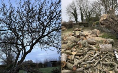 MM Services – ECQUES