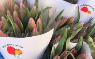 Un bouquet de tulipes contre le cancer à Aire sur la Lys !