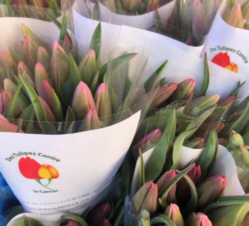 L'opération tulipe contre le cancer revient à Aire sur la Lys