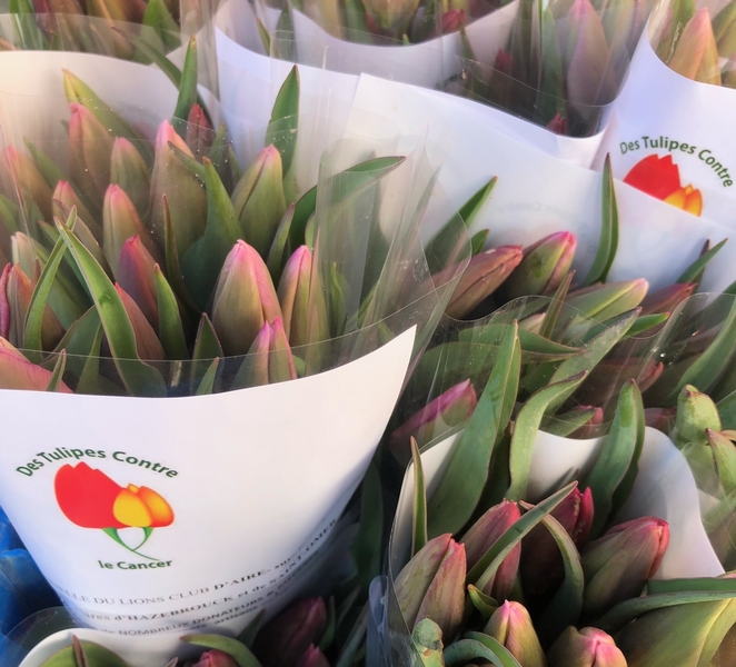 L'opération tulipe contre le cancer revient à Aire sur la Lys