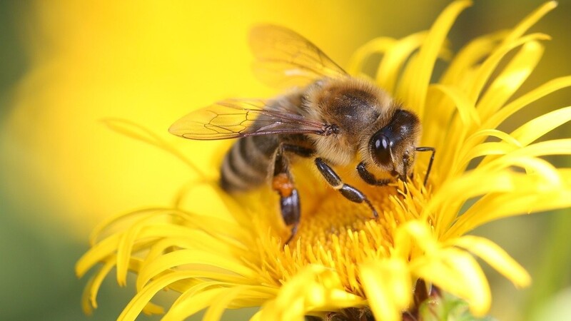 Atelier abeilles ce mercredi 22 avril à Lillers