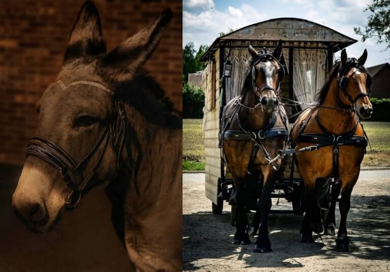 Ecurie Huguet 768x535