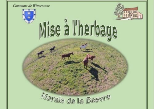 Mise à l'herbage du marais de Witternesse