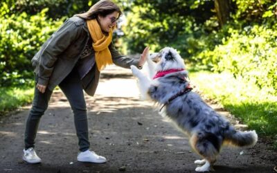 Une Lambresienne raconte sa passion pour ses chiens dans un livre