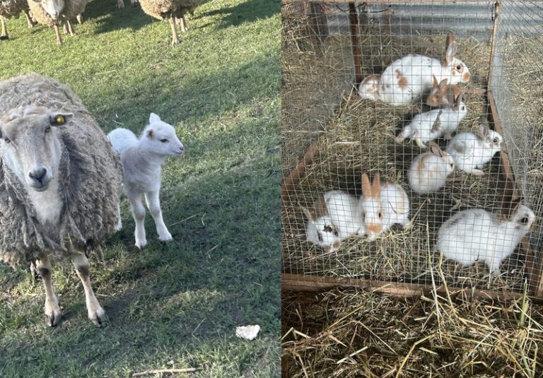 Ferme lillers1 768x535