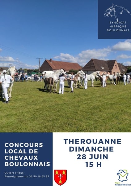 Concours local de chevaux du Boulonnais à Thérouanne ce dimanche 28 juin