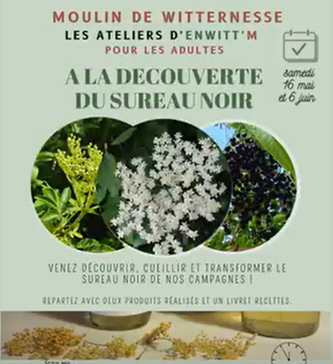 Un atelier à la découverte du sureau noir ce samedi 6 juin à Witternesse