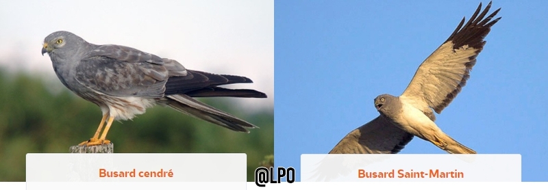 Les busards Les busards